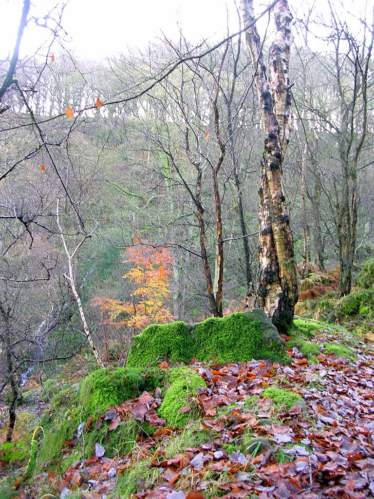 DSCN0181.JPG