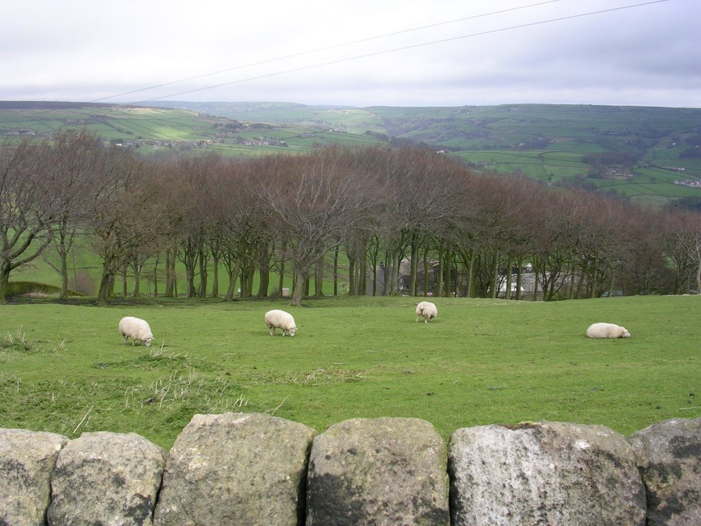 DSCN0541.JPG